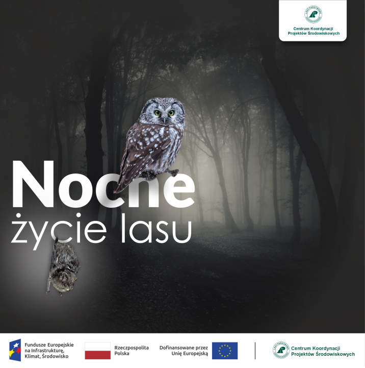 Mopek i włochatka w lesie nocą