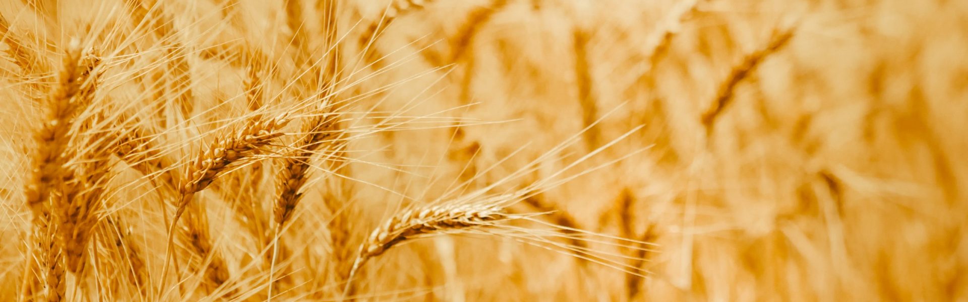 Ripe wheat ears in a field. Wheat field.Ears of golden wheat close up. Background of ripening ears of meadow wheat field. Rich harvest Concept.